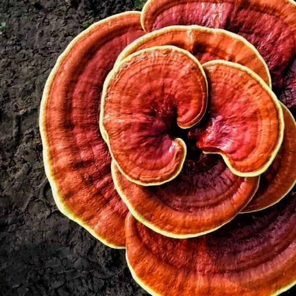 Ganoderma (Reishi) - Image 2